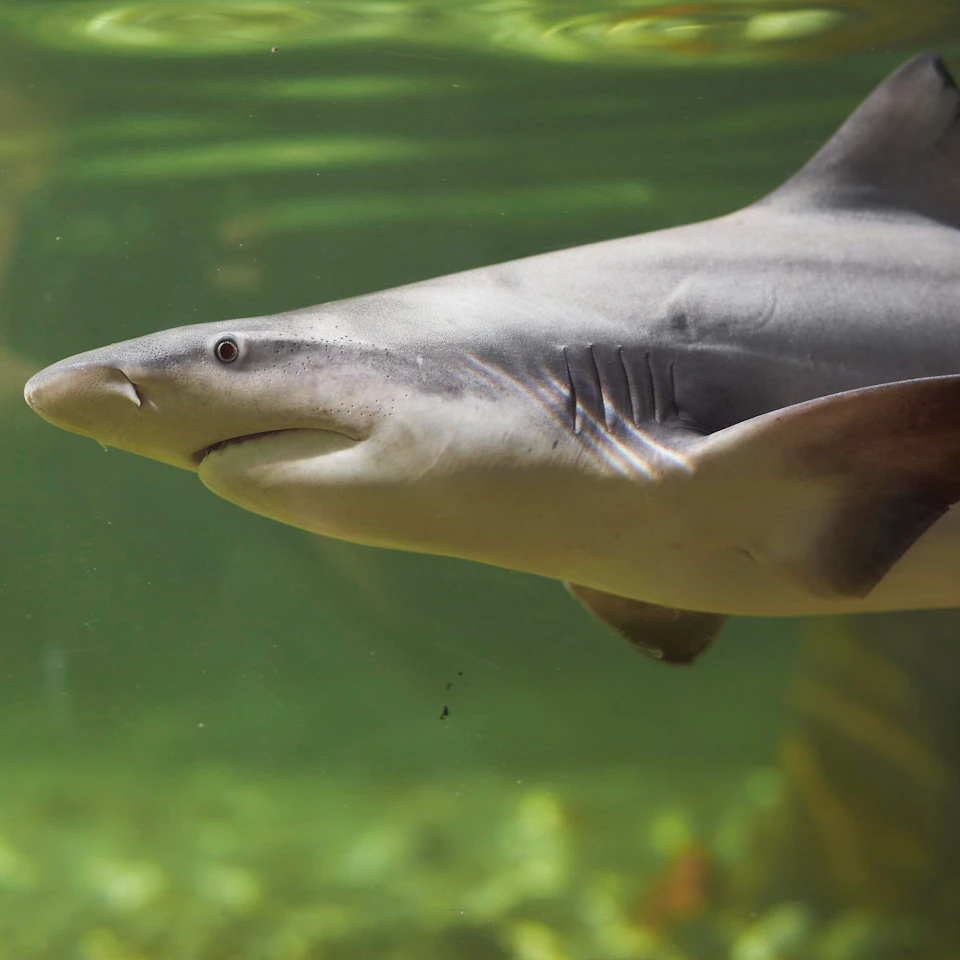 Shark swimming underwater with a greenish background.