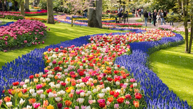 Keukenhof   Transport From Amsterdam   Live Guide   Free Canal Cruise