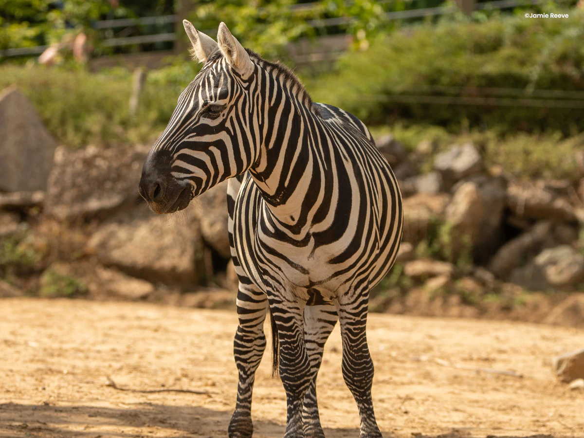 Colchester Zoological Society: Entry Ticket