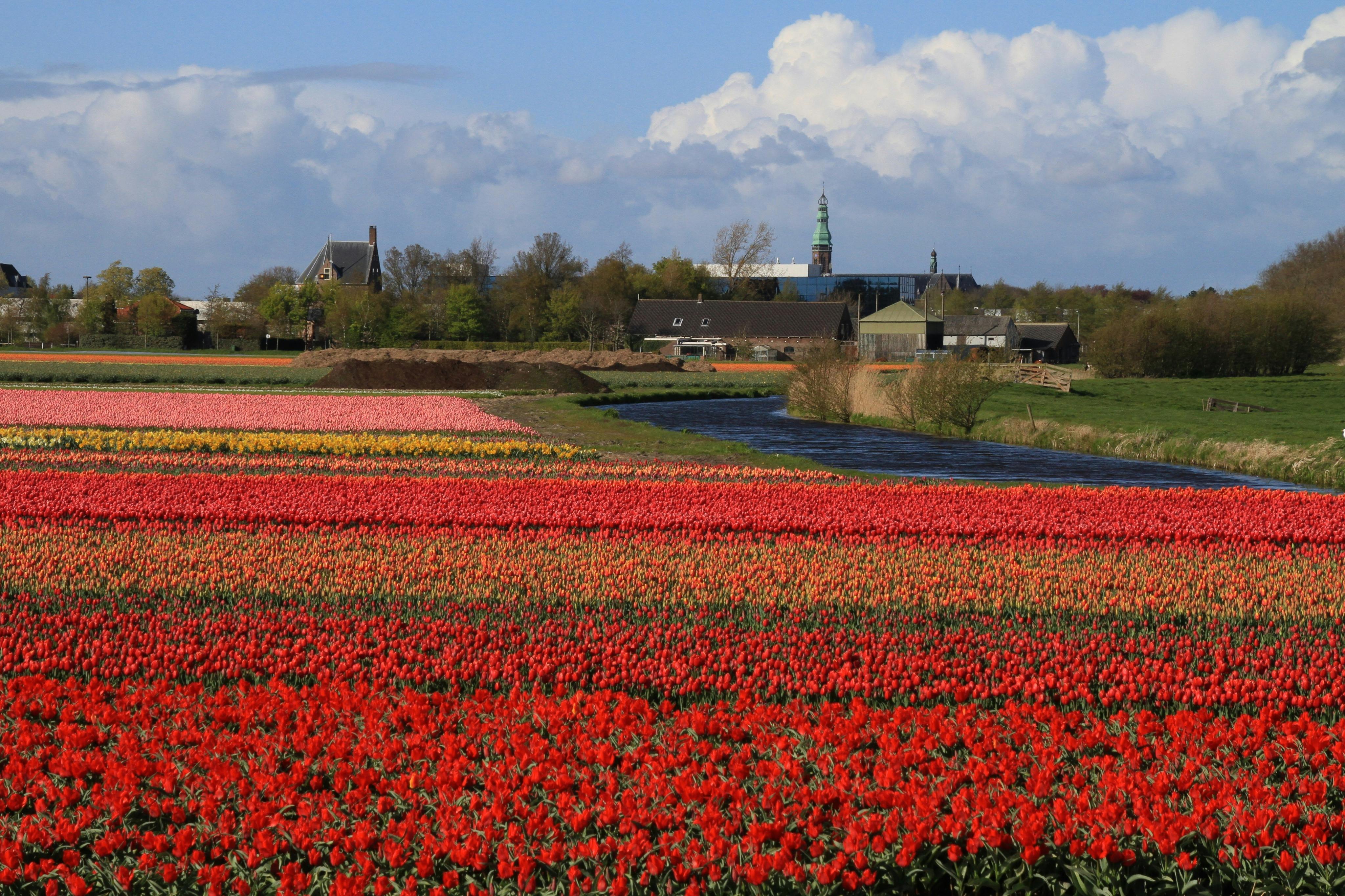 A vibrant field of red and orange tulips with a village and church spire in the background under a partly cloudy sky.