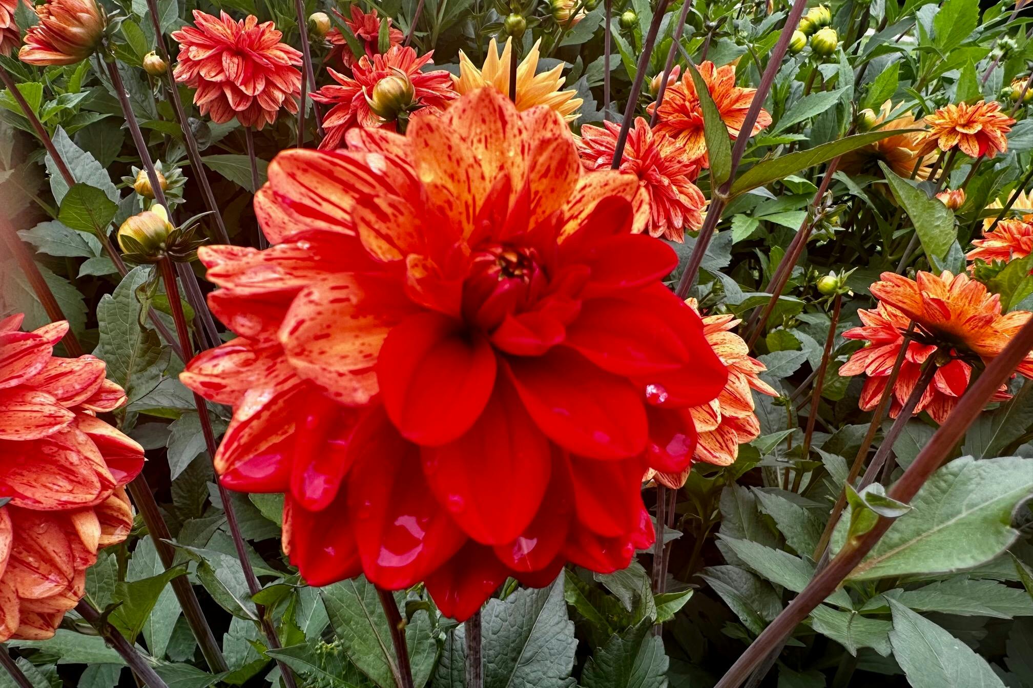 Dahlia