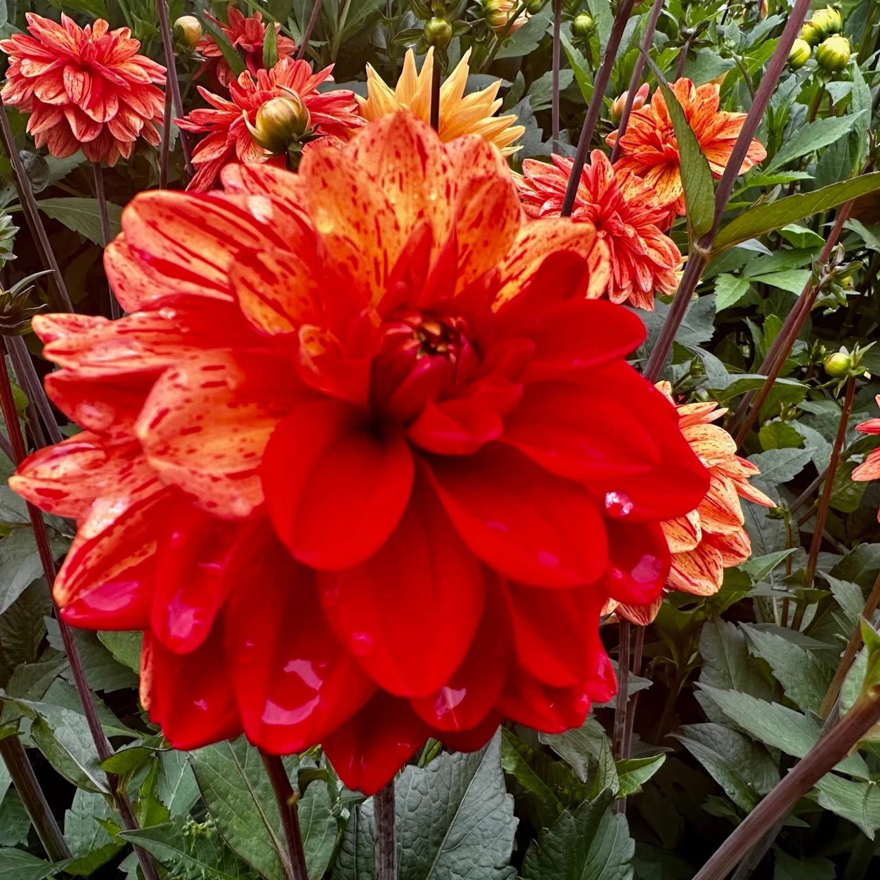 Slider Image