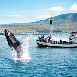 Husavik Wildlife Watching