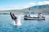Baleine à bosse en train de donner des coups de bec près de Húsavík.