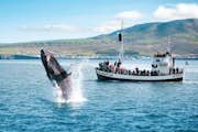 Проникновение горбатых китов возле Хусавика