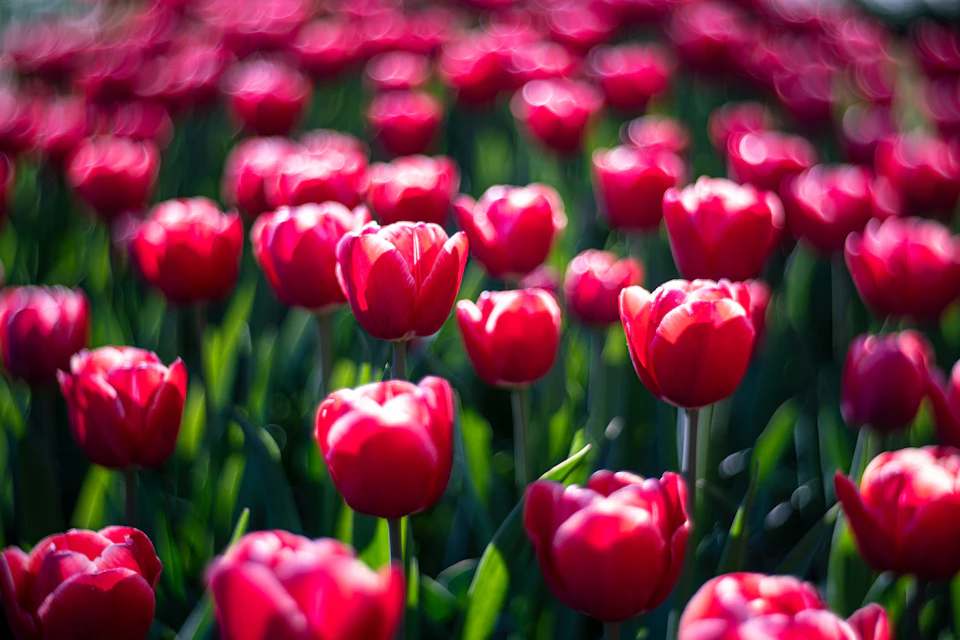tulips