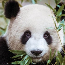 Imagen Zoo Kopenhagen: Ohne Anstehen