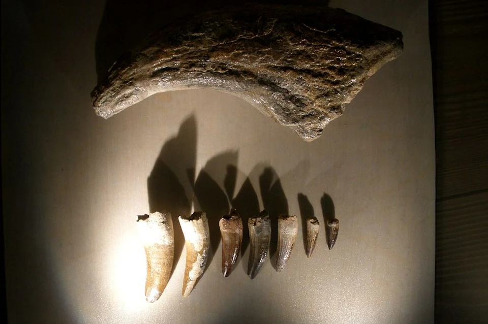 fossils