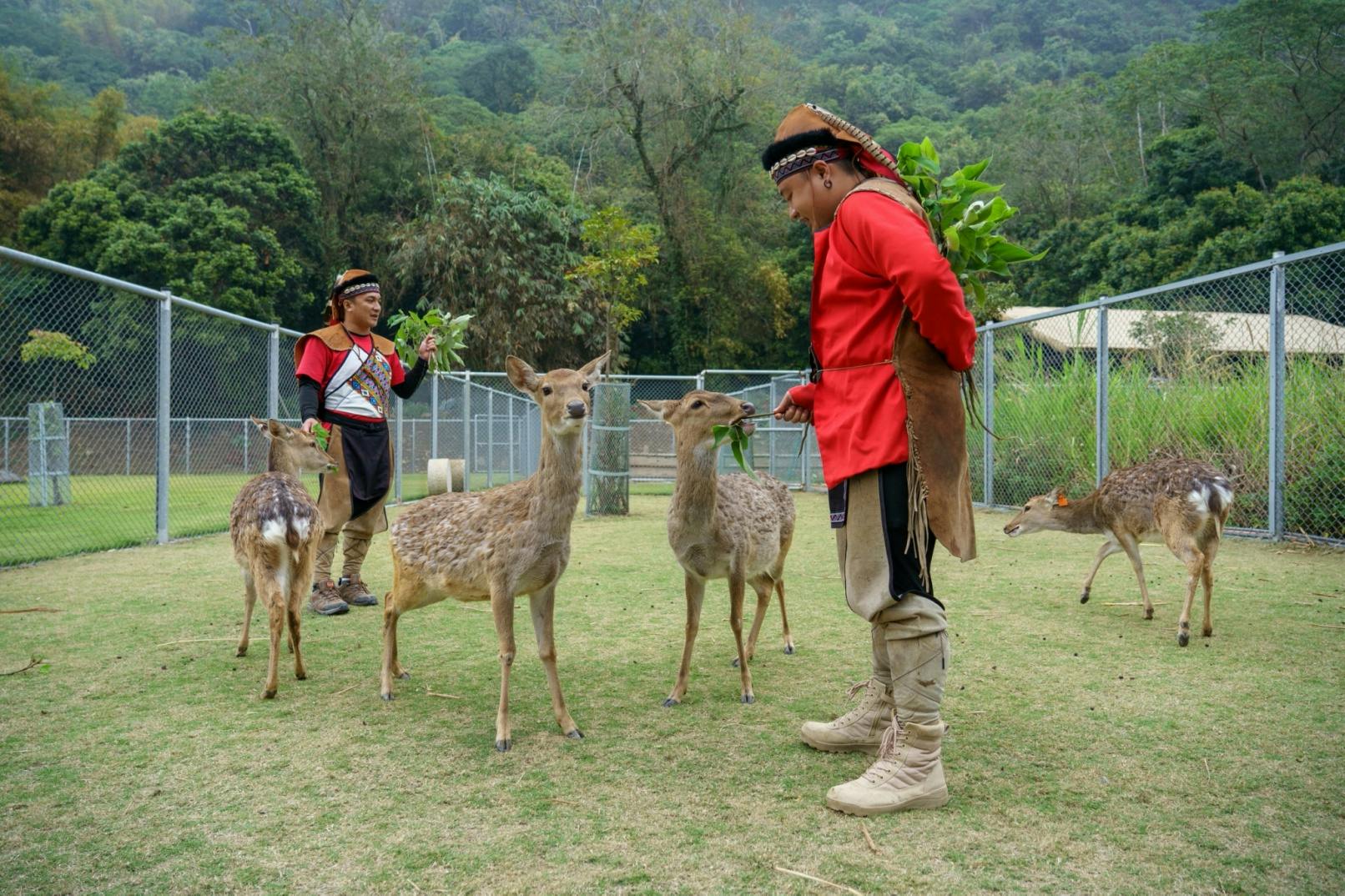 Two people in traditional attire feed deer in an outdoor enclosure surrounded by lush greenery and fencing.