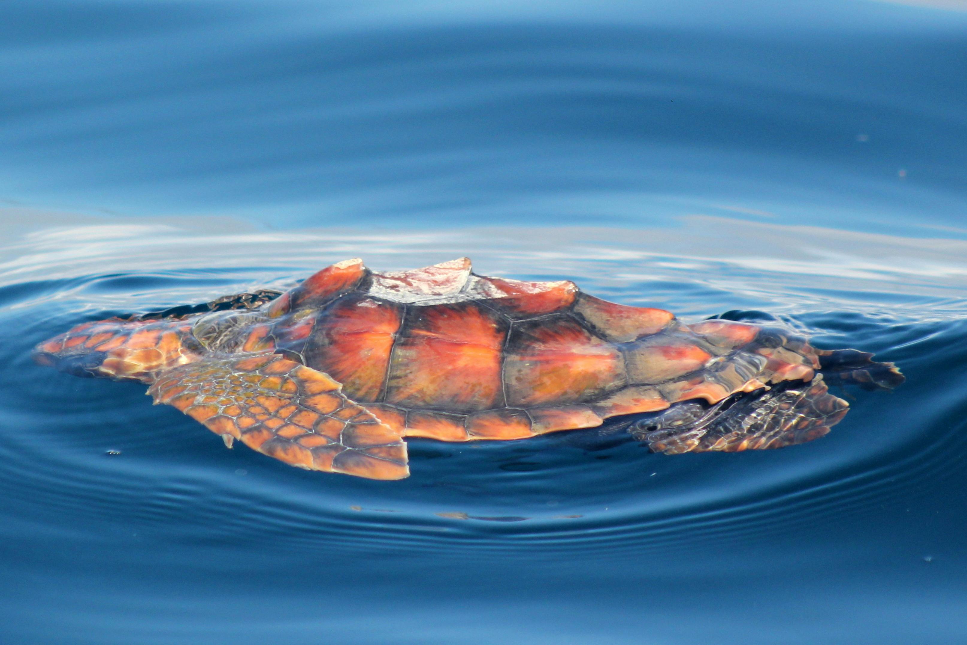 ロガーヘッドタートル