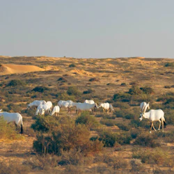 Dubai: Guided Luxury Desert Safari + Breakfast + Transfers