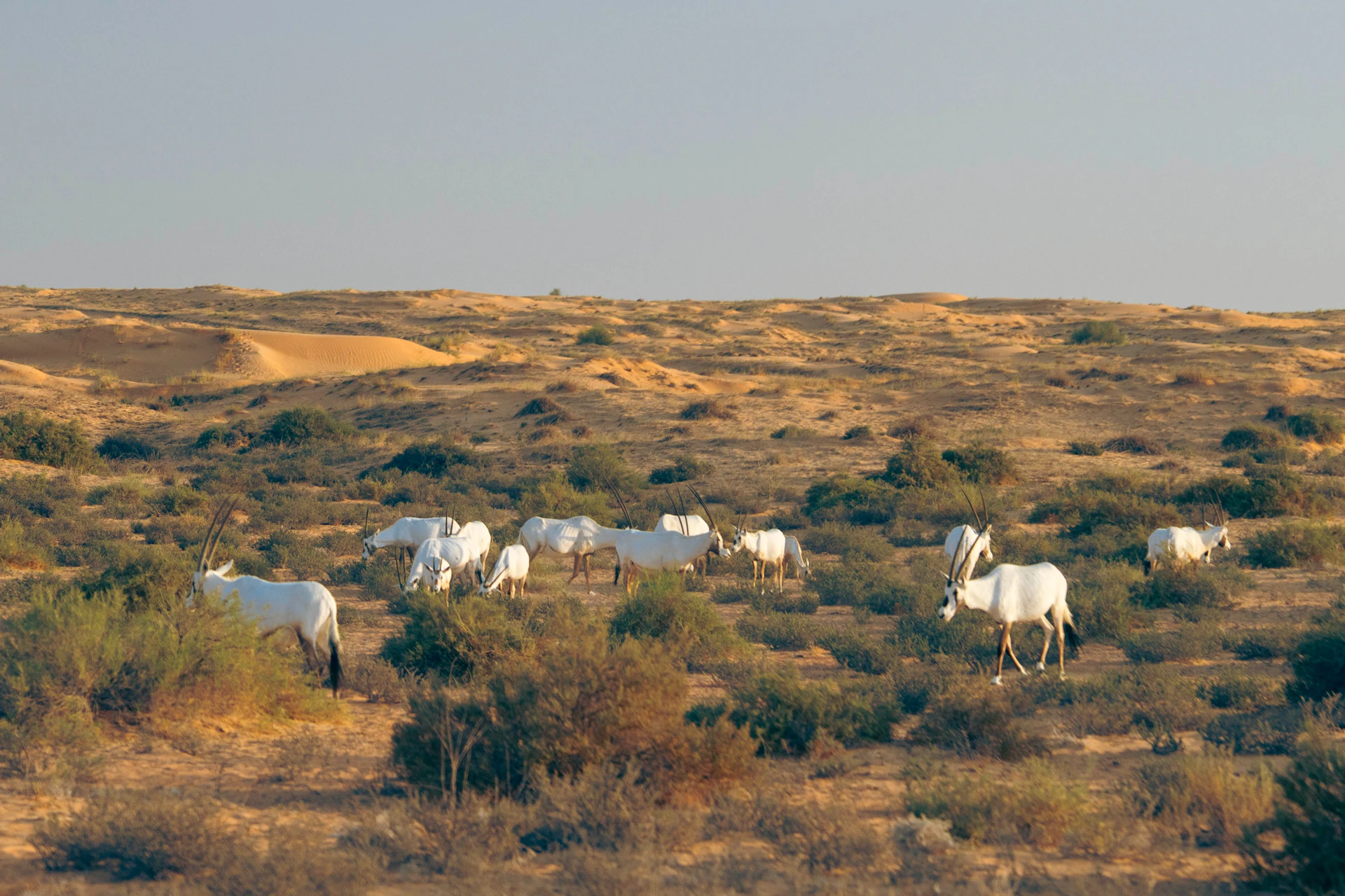 A herd of white antelopes with long horns grazes in a dry, shrub-covered desert landscape under a clear sky.