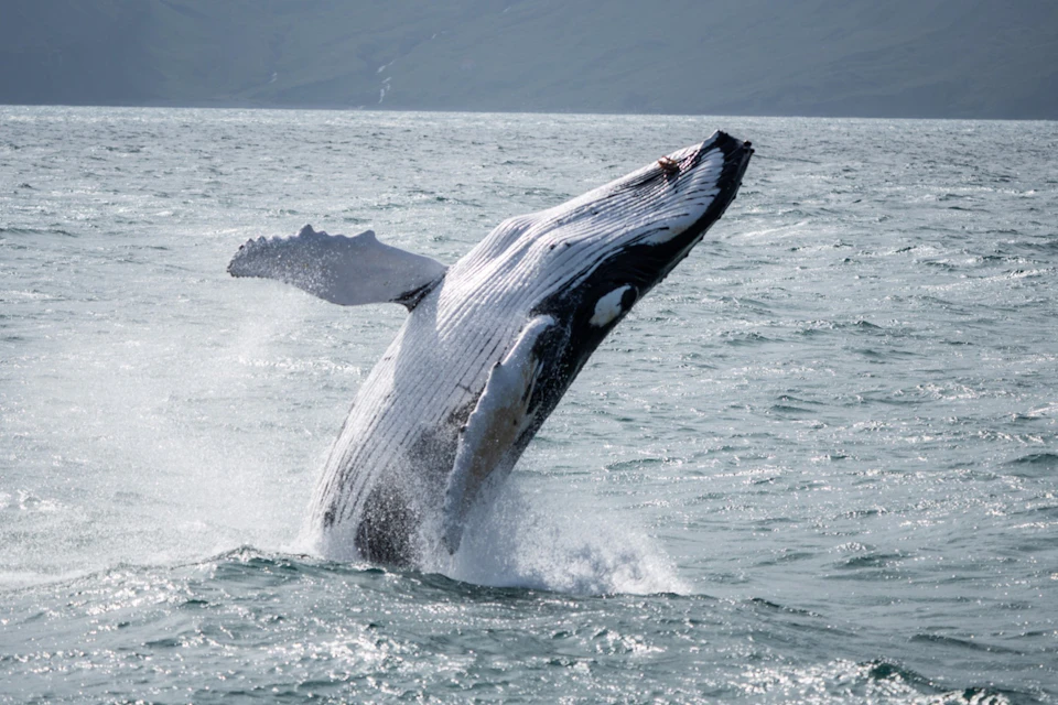 A humpback whale breaching out of the water in a dynamic motion, surrounded by ocean waves and a distant coastline.