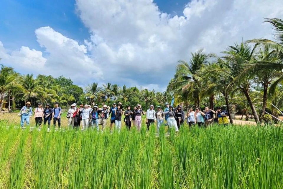 Explore rice fields and witness the time-honored methods used for planting rice.