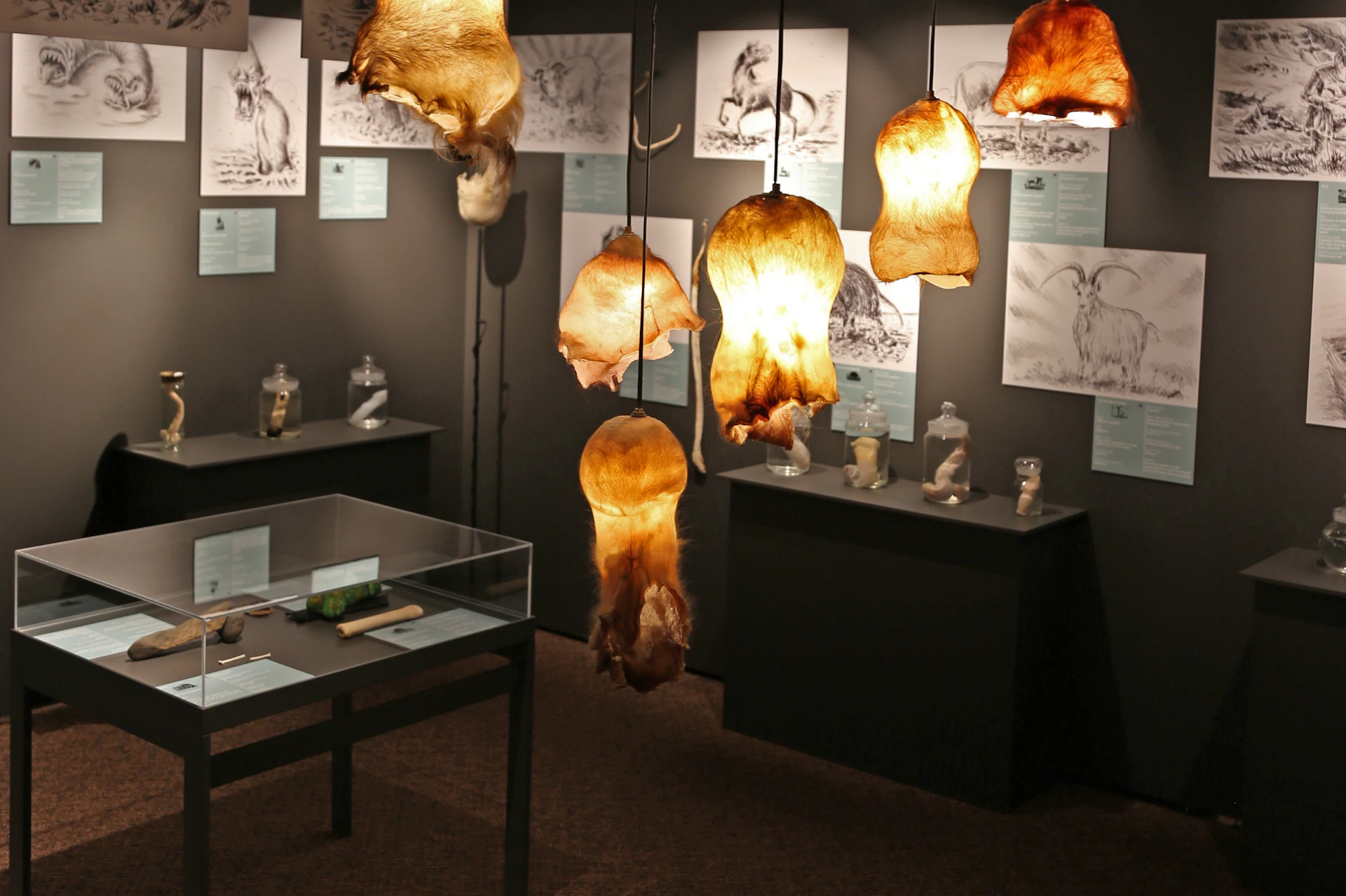 The Icelandic Phallological Museum