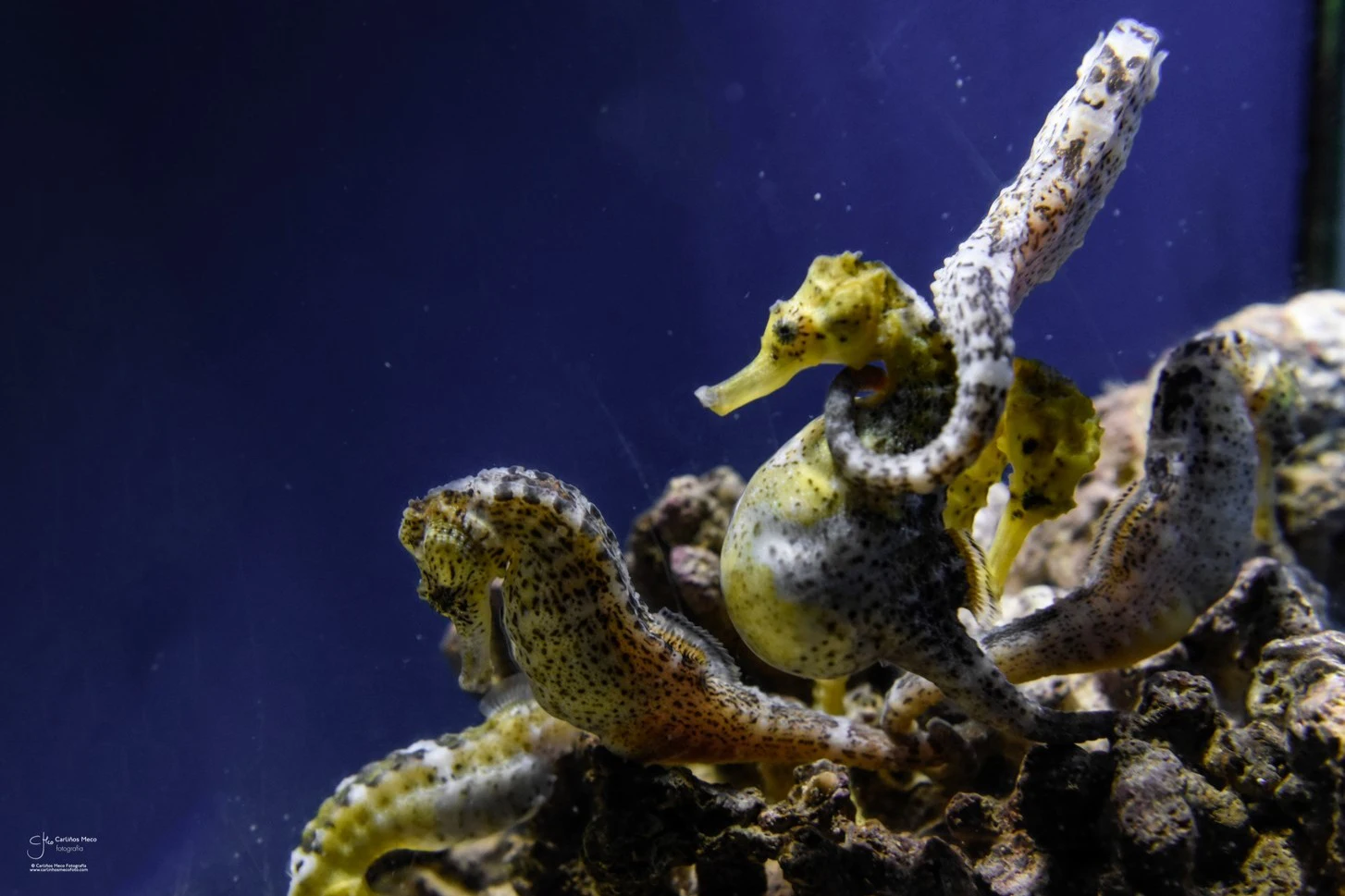 Grove Aquarium: Entry Ticket
