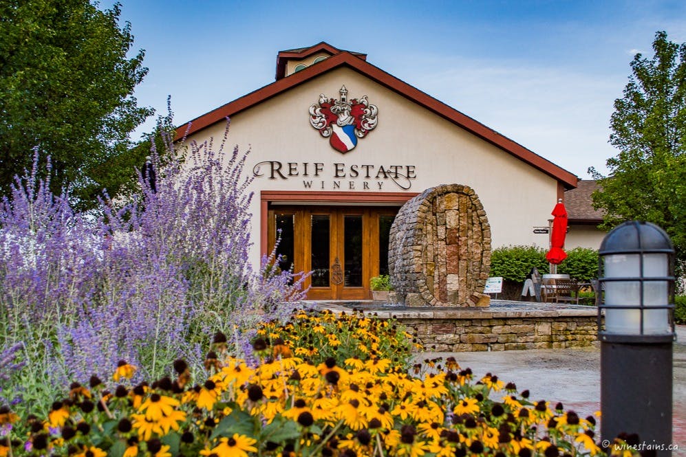 Flower garden with lavender and yellow flowers in front of Reif Estate Winery building, featuring stone sculpture and patio.