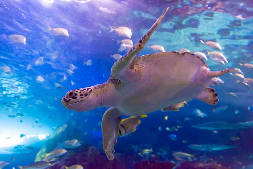 Ripley's Aquarium of Canada