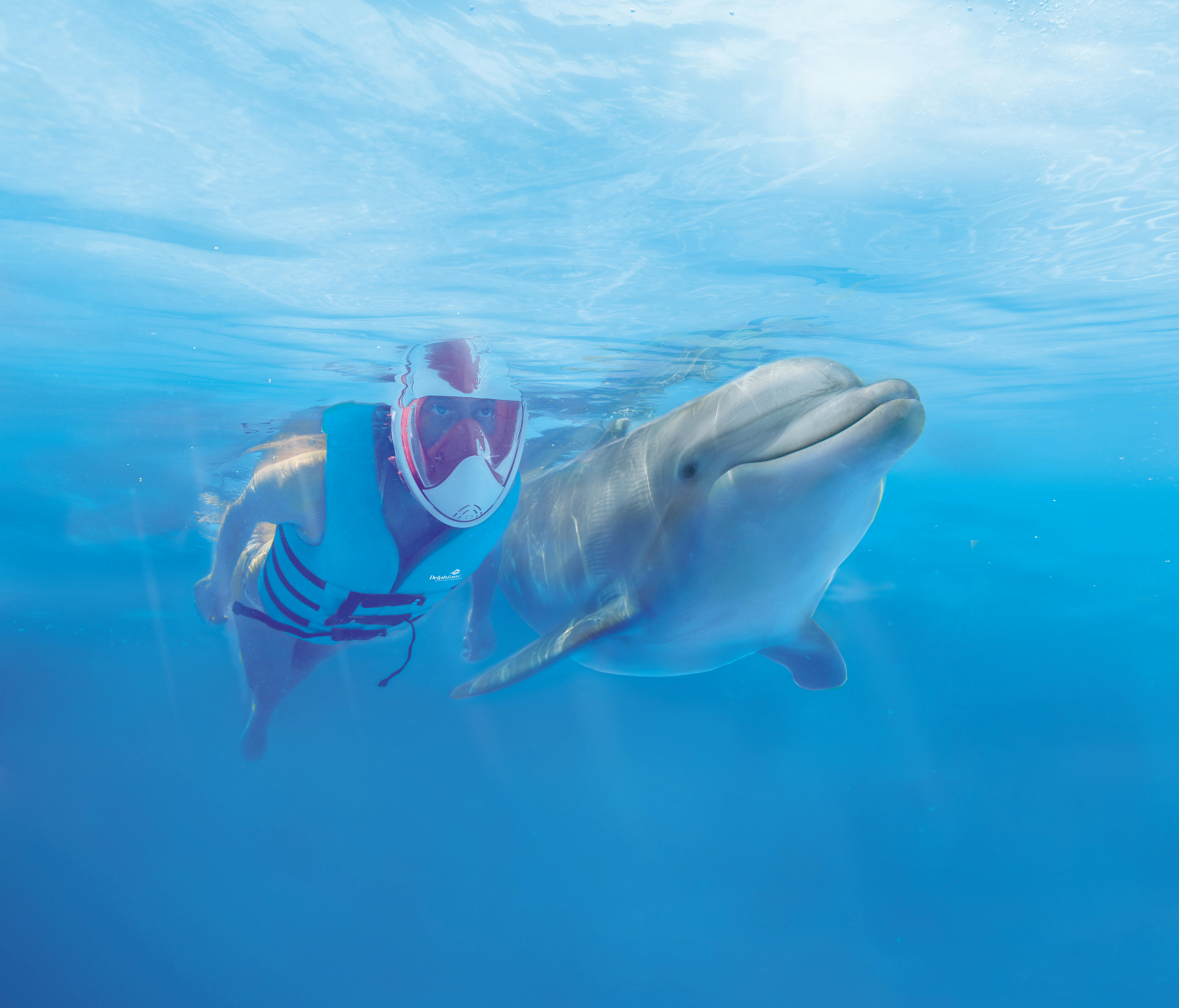 Person i snorkelutrustning och flytväst simmar under vattnet tillsammans med en delfin i klart blått vatten.