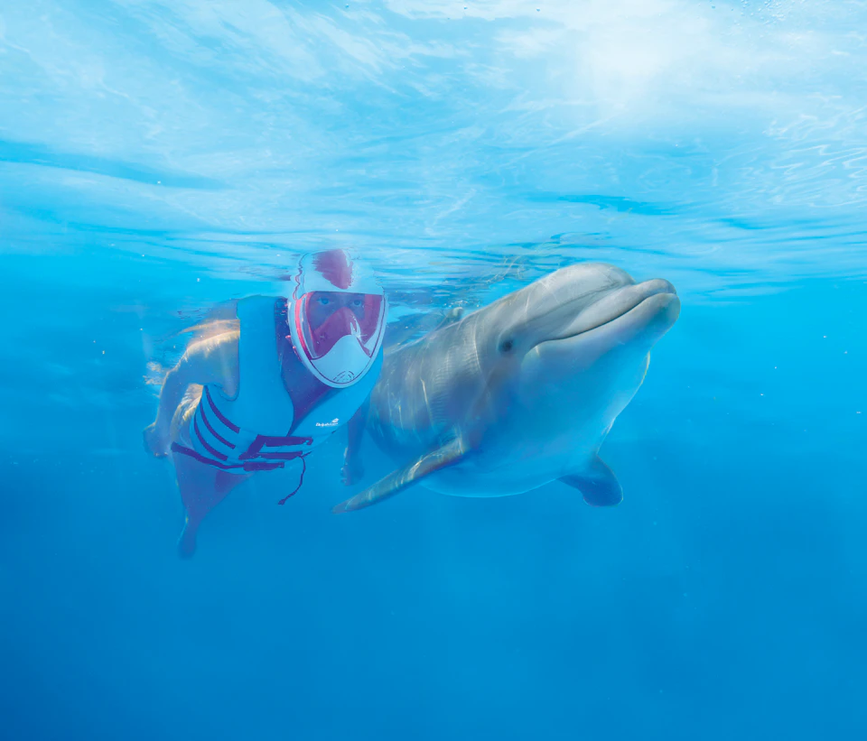 Person in snorkeling gear and life vest swims underwater alongside a dolphin in clear blue water.