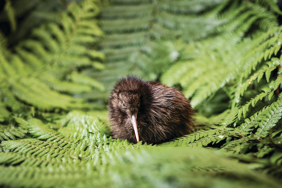 A kiwi bird sitting among lush green fern leaves, blending with its natural surroundings.