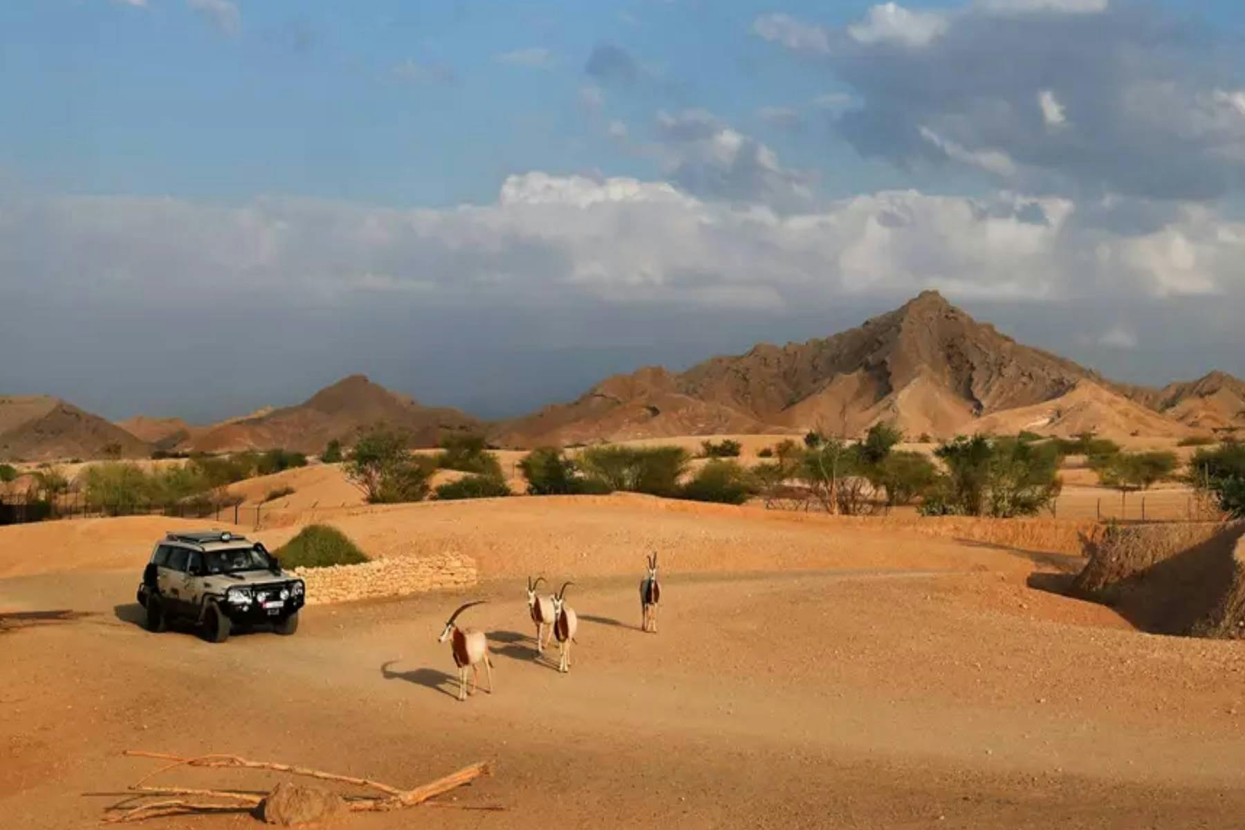 Al Ain Zoo Entry Tickets Tiqets