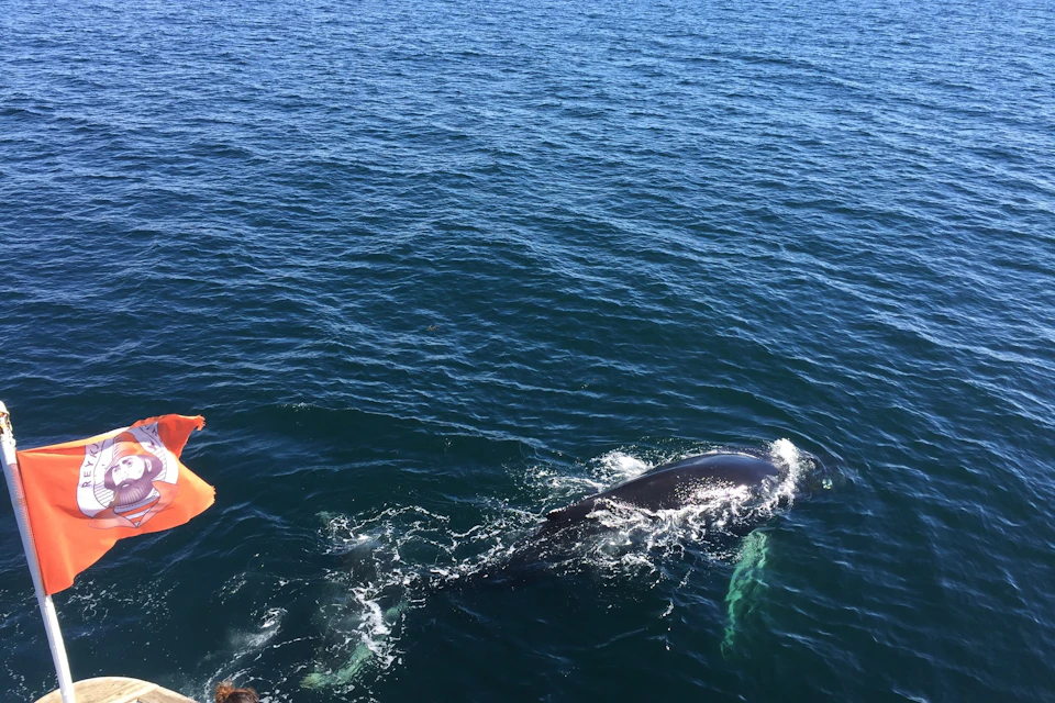 Whale Watching tour