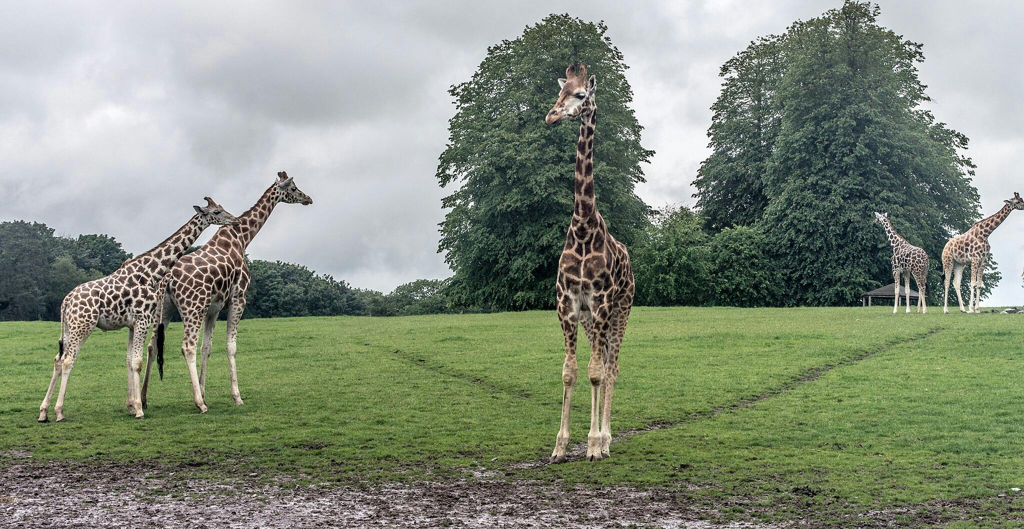 Five giraffes stand on a grassy field under a cloudy sky with trees in the background.