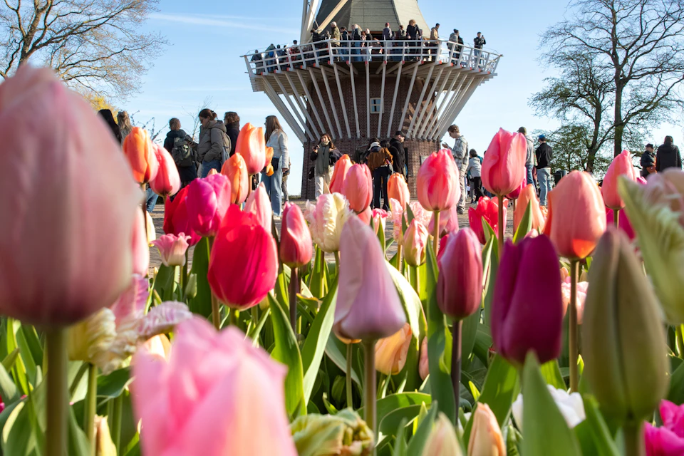A colorful tulip garden in the foreground with a windmill and people on its observation deck in the background.