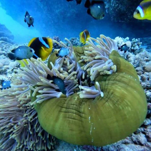 Sharm El-Lole Beach: "Zaina Camp" - Photo 14