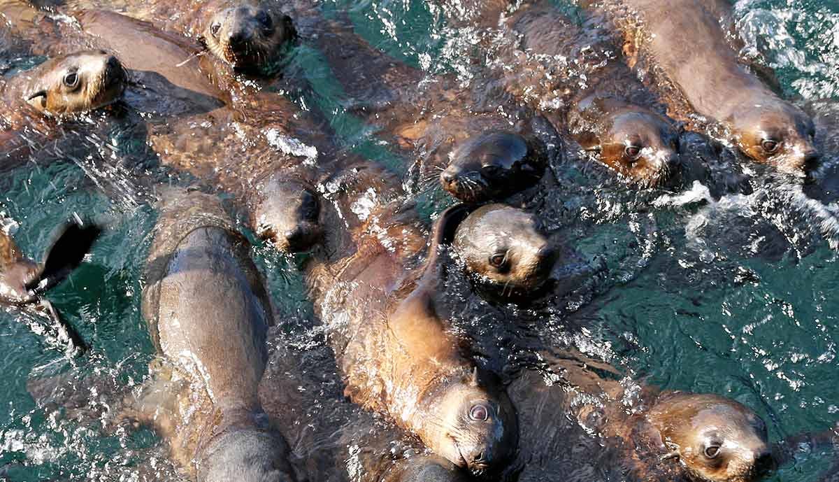 Several sea lions swimming closely together in clear, wavy water, with their heads and bodies partially visible.