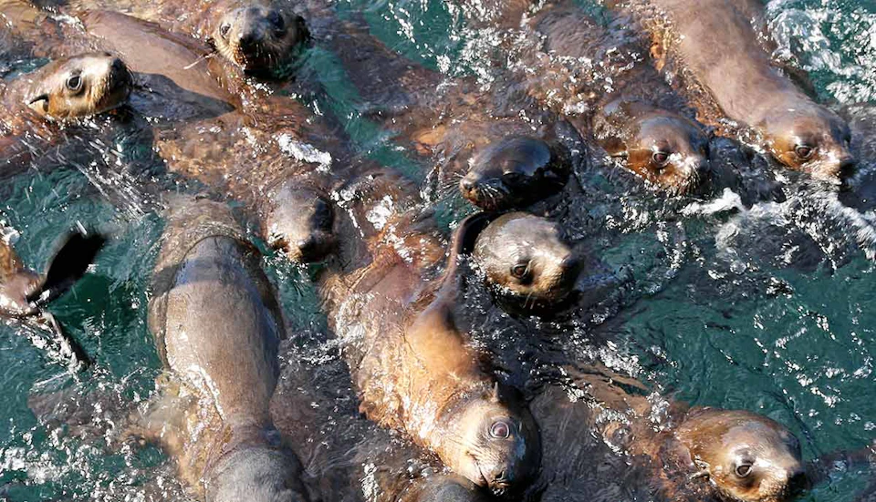 Several sea lions swimming closely together in clear, wavy water, with their heads and bodies partially visible.