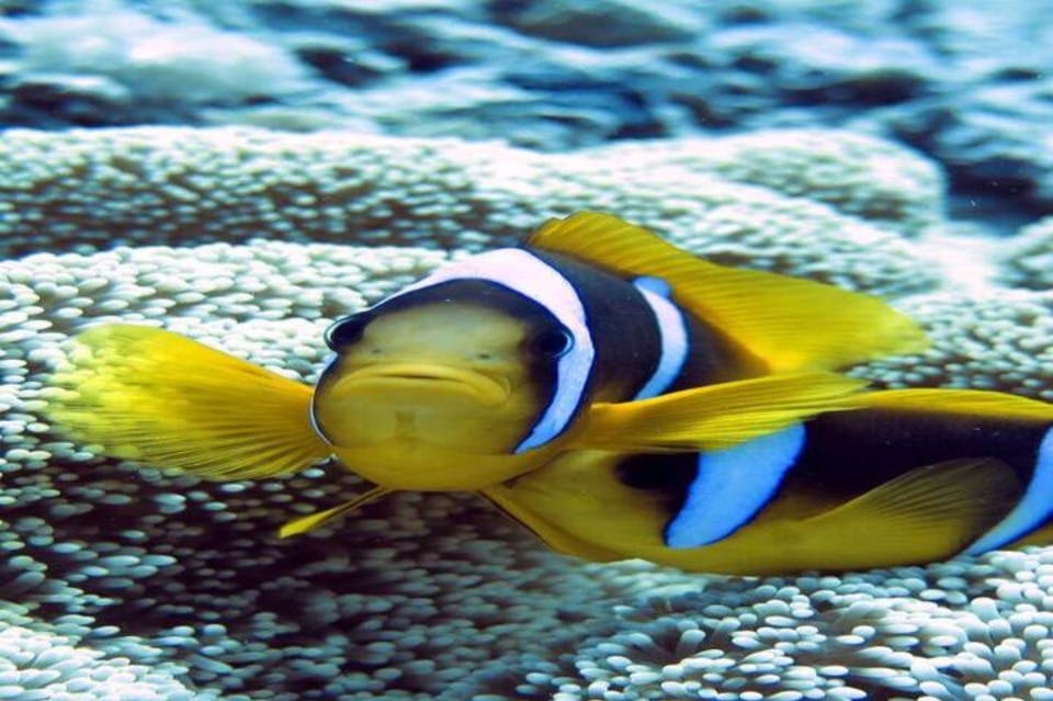 Nemo fish, Red Sea, Marsa Alam, Egypt