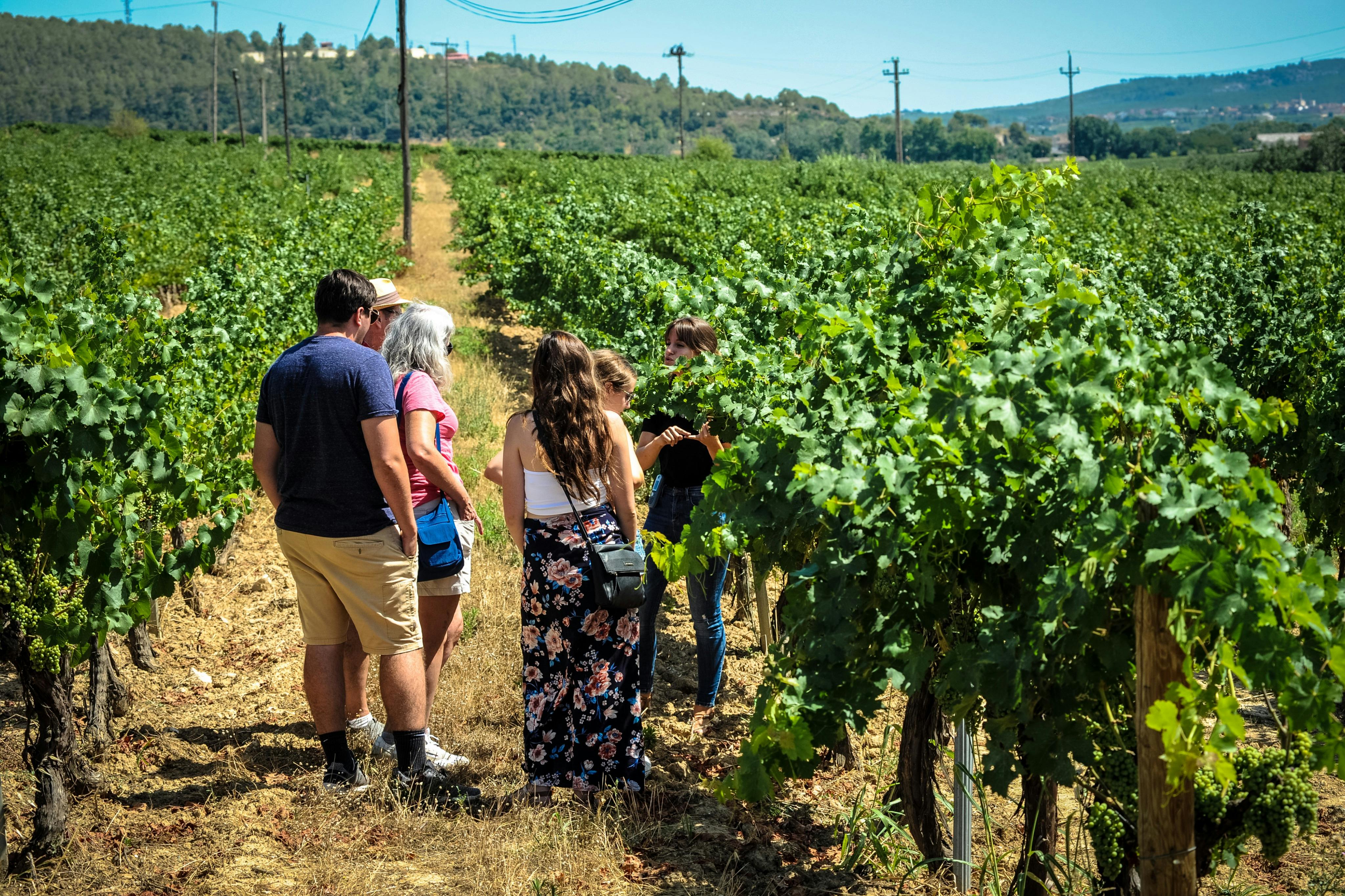 Understanding how the harvesting on our Montserrat Tour.