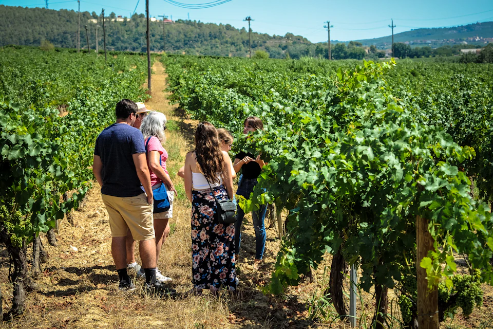 Understanding how the harvesting on our Montserrat Tour.