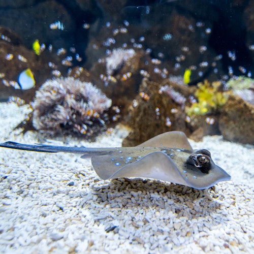 Poema del Mar - Aquarium Gran Canaria: Skip The Line