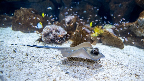 Poema del Mar - Aquarium Gran Canaria: Skip The Line Ticket