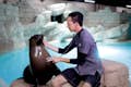 Atlantis The Palm - Seelöwe mit Tierarzt