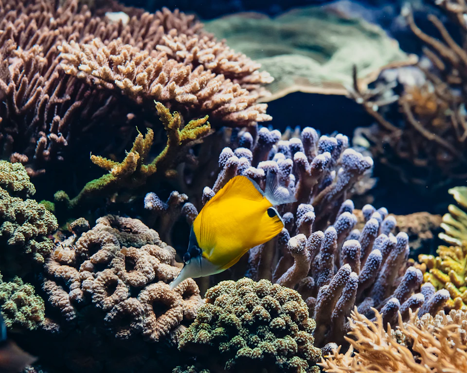 Yellow fish swims among vibrant coral formations underwater.