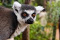Lemur ogoniasty