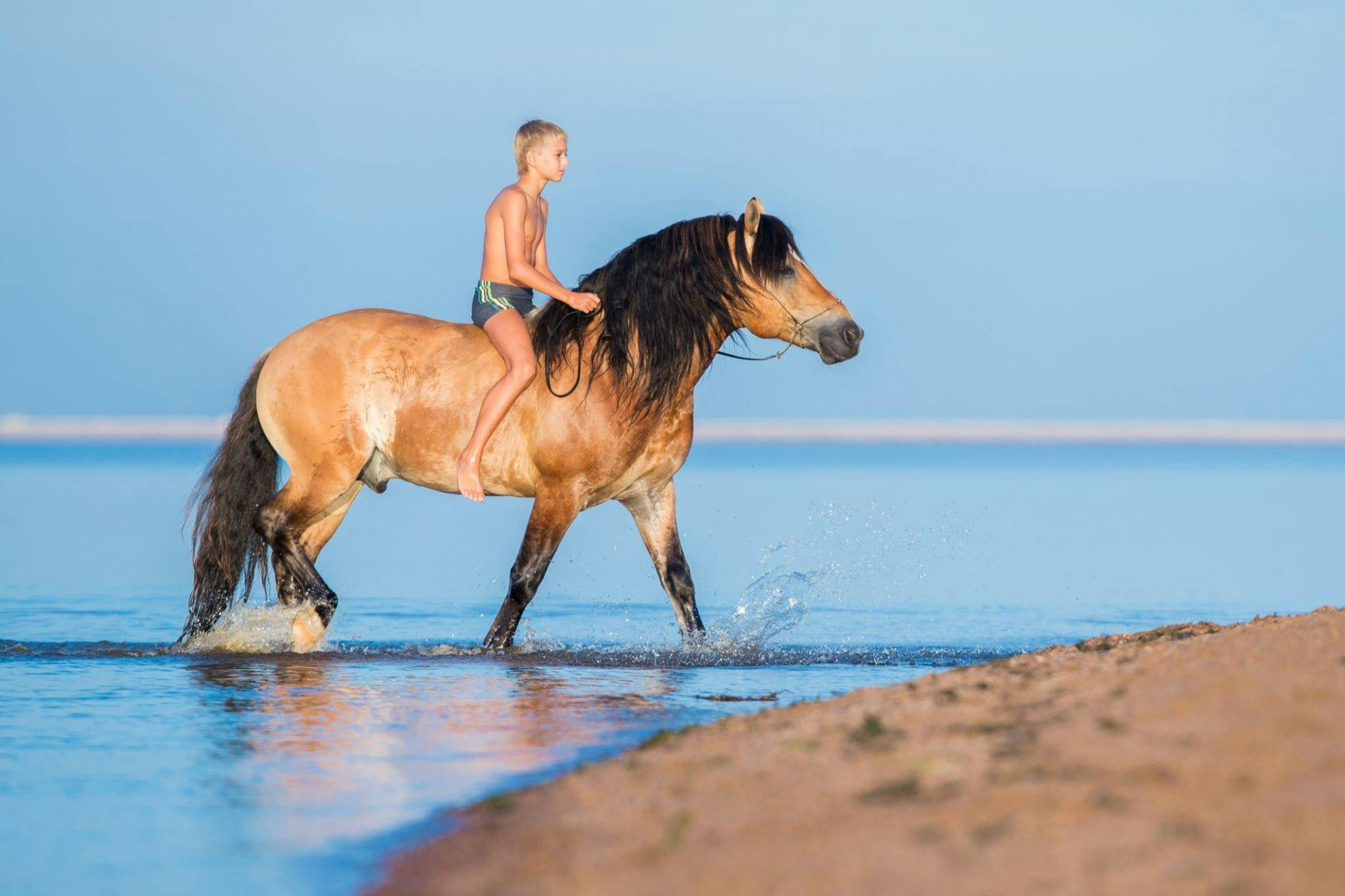 Tour a cavallo di due ore Sole e Mare con trasferimento - Hurghada