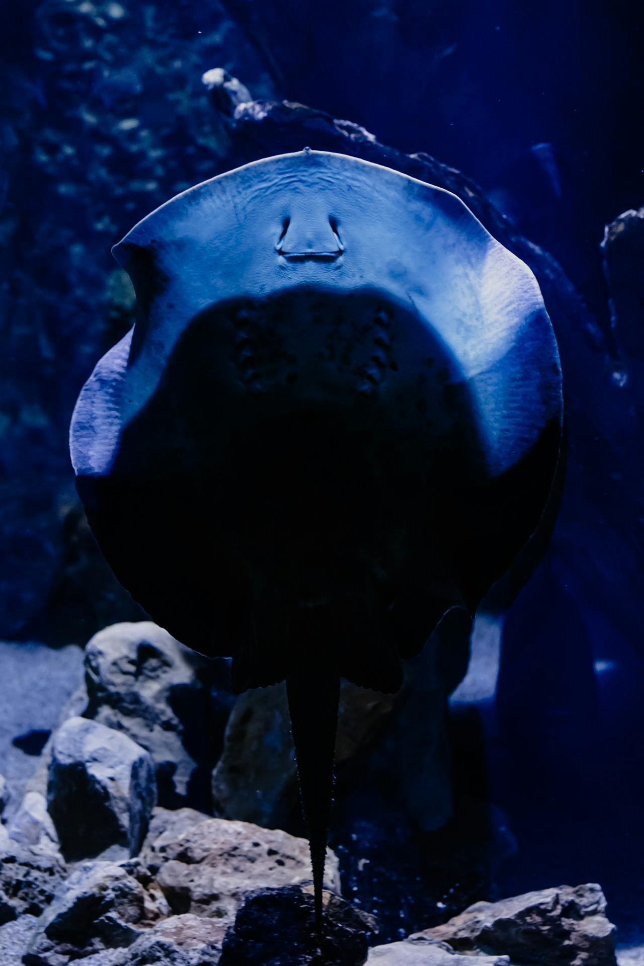 A stingray lit by blue light glides in an aquarium surrounded by rocks.