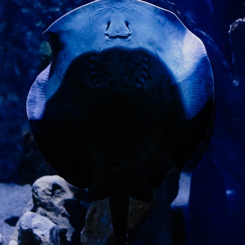 Aquarium du Grand Lyon: Entrada