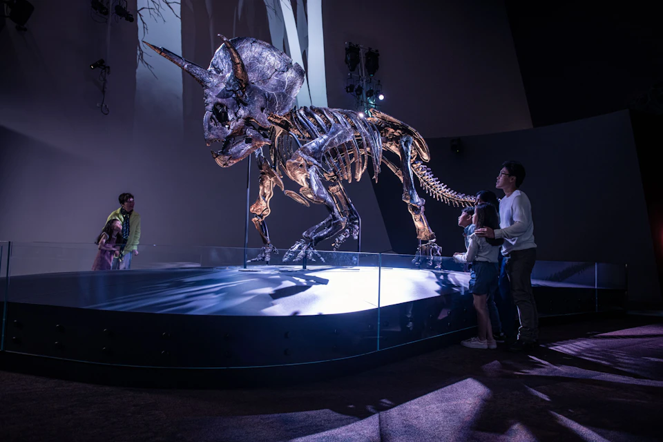 Triceratops