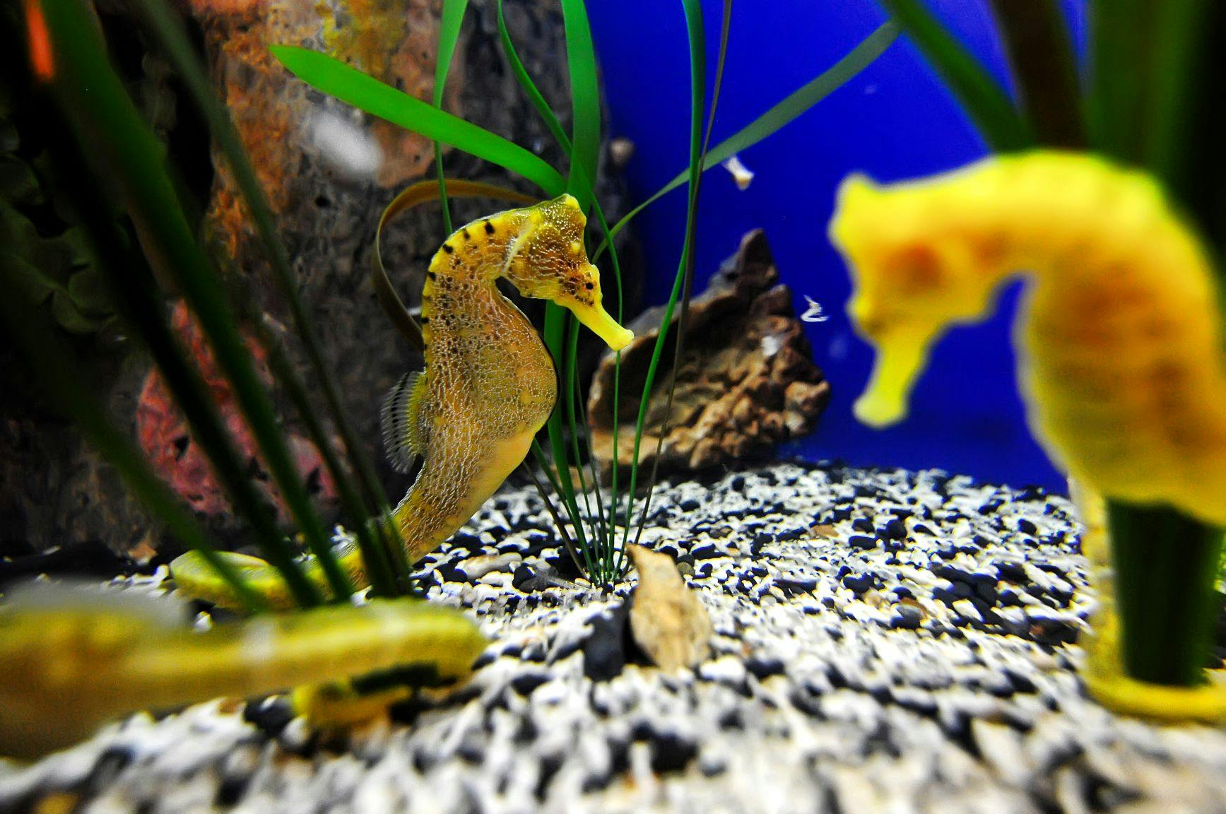 Mořský koník mezi podmořskými rostlinami na štěrkové podlaze akvária s modrým pozadím a v popředí se rozmazává další mořský koník.