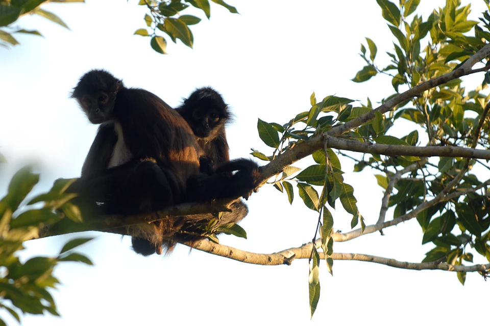 Aranas monkeys