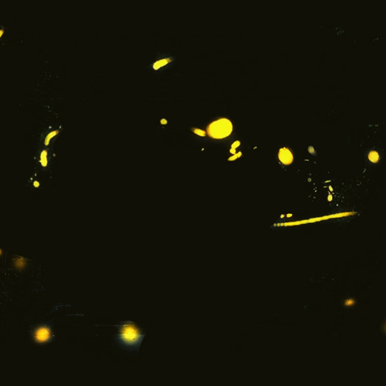 Bali: Firefly-Watching Experience + Traditional Dinner in Bali β Tiqets