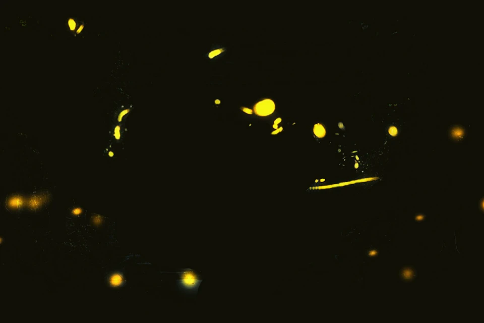 firefly during night