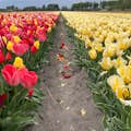 Des tulipes différentes les unes à côté des autres pour de belles photos.