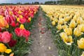 Różne tulipany obok siebie zapewniają świetne zdjęcia.